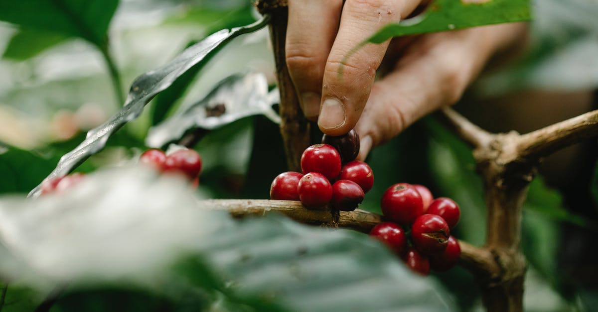 I need energy, which is better to upgrade, Hydro Plant or Solar Farm? - Crop farmer harvesting red berries from green bush in countryside