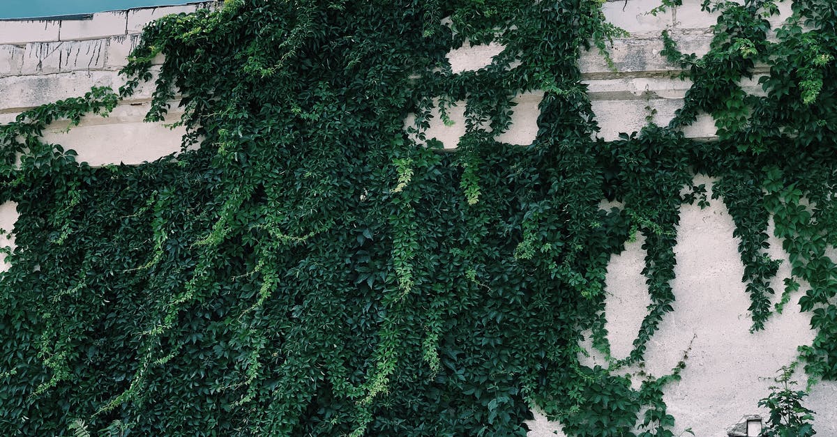 If a soldier is behind both high and low cover, which one counts? - Old cement wall covered with greenery on sunny day If a soldier is behind both high and low cover, which one counts? - Old cement wall covered with greenery on sunny day