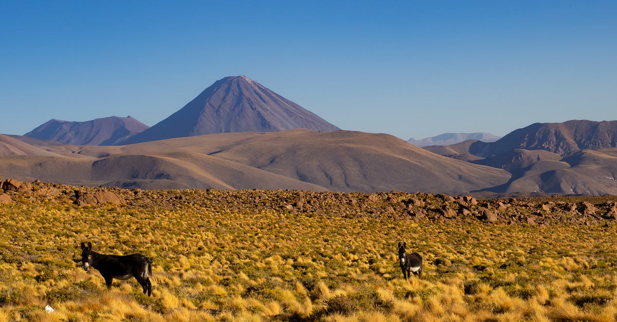 If an area is the same as another area - Free stock photo of arid, cactus, dawn