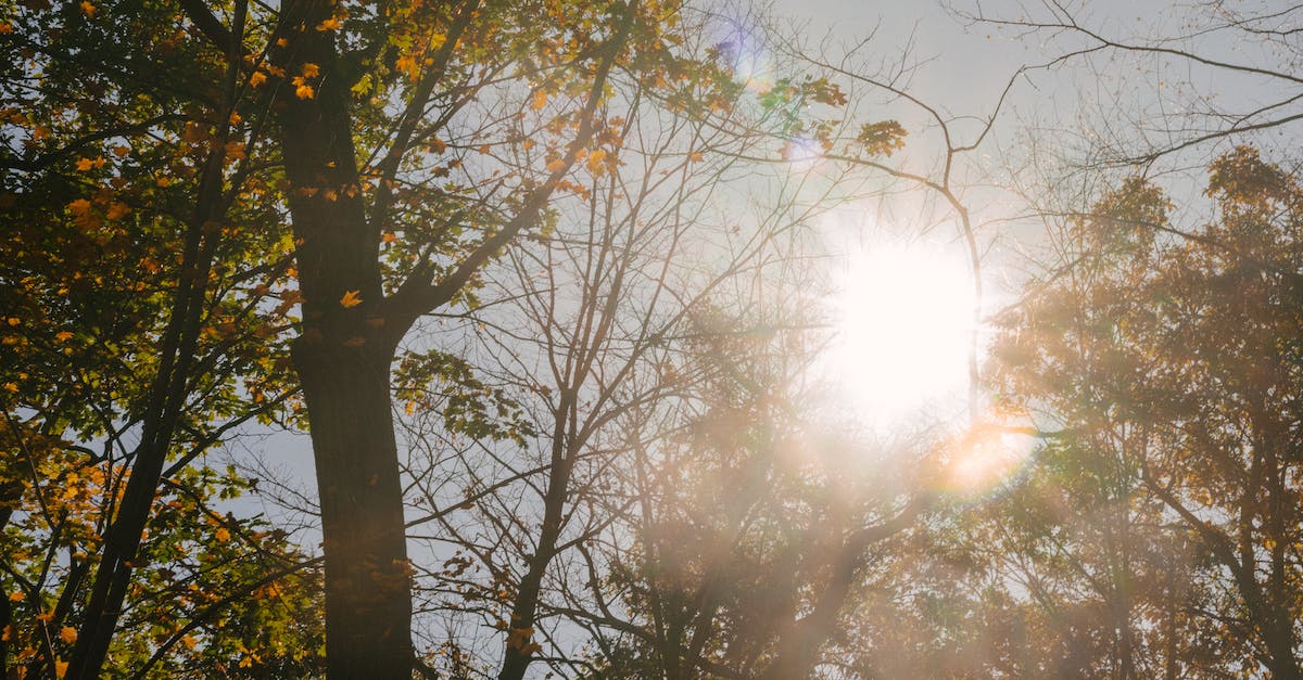 If I fall from a very high place and do crits, will the crits be higher? - High autumn trees in sunshine in park
