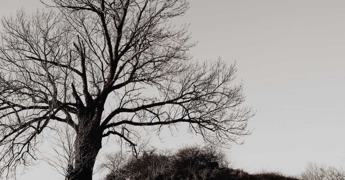If I fall from a very high place and do crits, will the crits be higher? - High leafless tree under sky in countryside