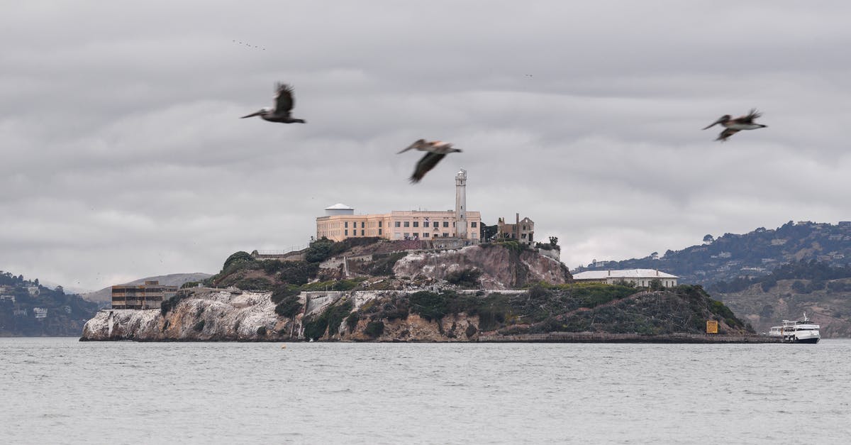 Impossible to manage castle - White and Black Bird Flying over the Sea Impossible to manage castle - White and Black Bird Flying over the Sea