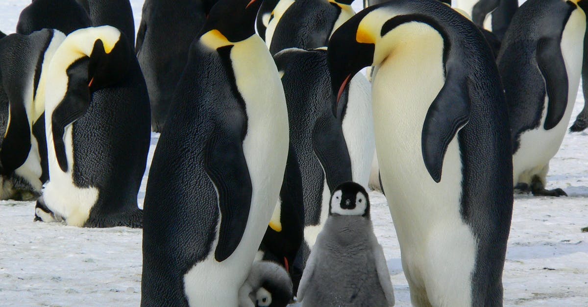 In Dishonored 2, why is Delilah not recognised by the Emperor? - Penguins Standing on the Snow during Daytime In Dishonored 2, why is Delilah not recognised by the Emperor? - Penguins Standing on the Snow during Daytime