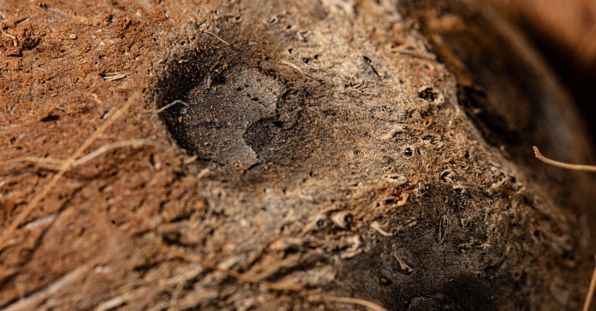 In Episode 2, how did Mark get up the stairs? - An Animal Footprint on Soil In Episode 2, how did Mark get up the stairs? - An Animal Footprint on Soil