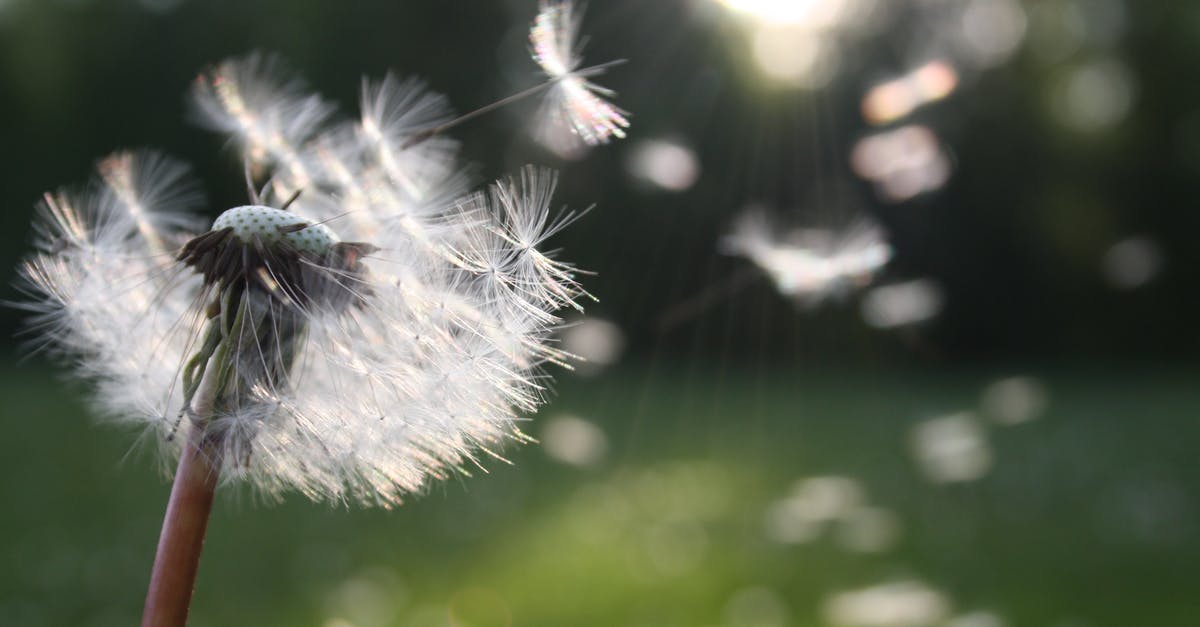 In Flower Town, how do I get "friends" to plant a seed with me? - White Dandelion Flower Shallow Focus Photography