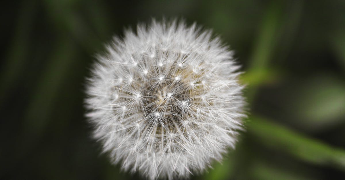 In Flower Town, how do I get "friends" to plant a seed with me? - Micro Photography of Dandelion