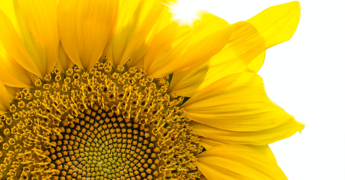 In Flower Town, how do I get "friends" to plant a seed with me? - Yellow Sunflower