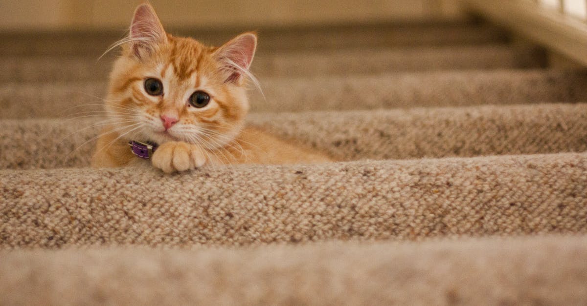 In Infinite Stairs, which Pet Items unlock the Explorer and the Ballerina? - Orange Tabby Cat on Grey Staircase In Infinite Stairs, which Pet Items unlock the Explorer and the Ballerina? - Orange Tabby Cat on Grey Staircase