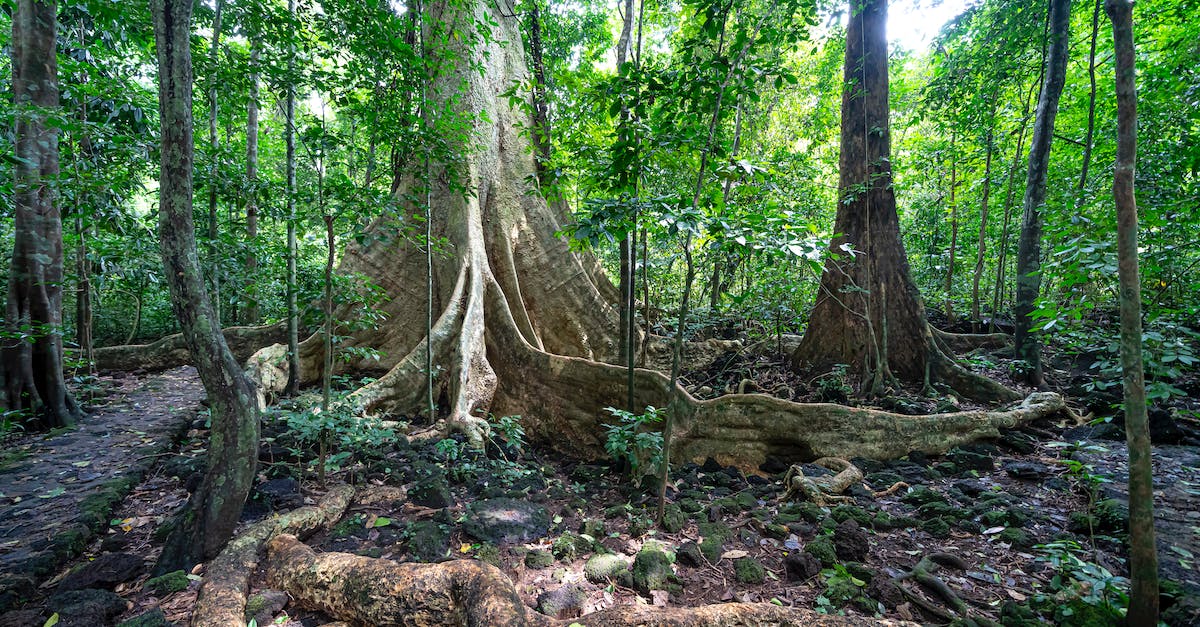 In Kittens Game, when does refining catnip to wood get a huge boost in late-game? - Tall trees with big roots in forest
