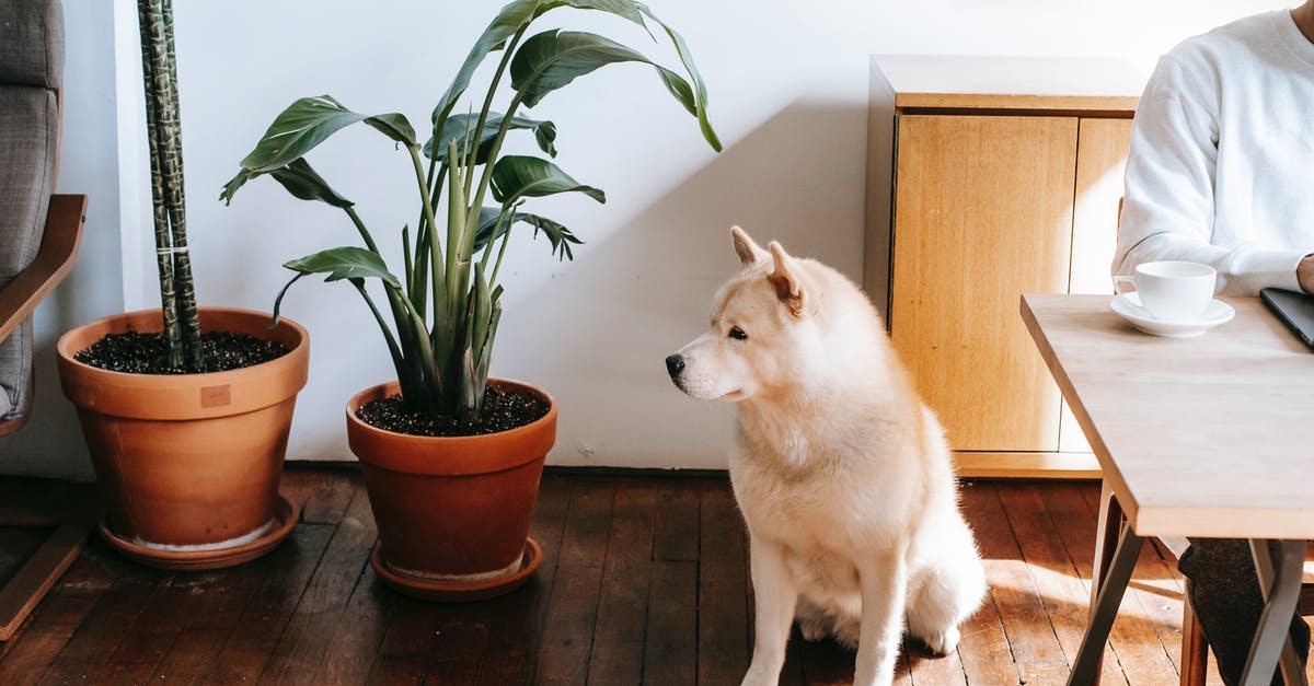 In Minecraft how do I stop my dog from dying to other people - Crop person sitting at table with coffee cup near purebred dog In Minecraft how do I stop my dog from dying to other people - Crop person sitting at table with coffee cup near purebred dog
