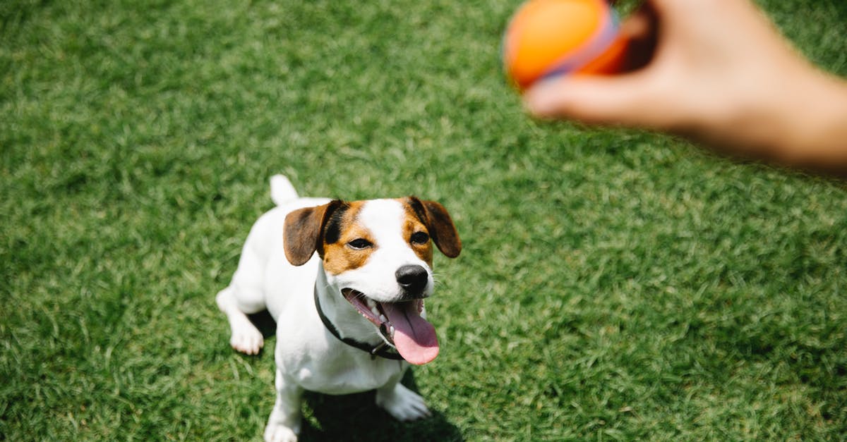 In Minecraft how do I stop my dog from dying to other people - Crop owner with ball taming purebred dog on lawn