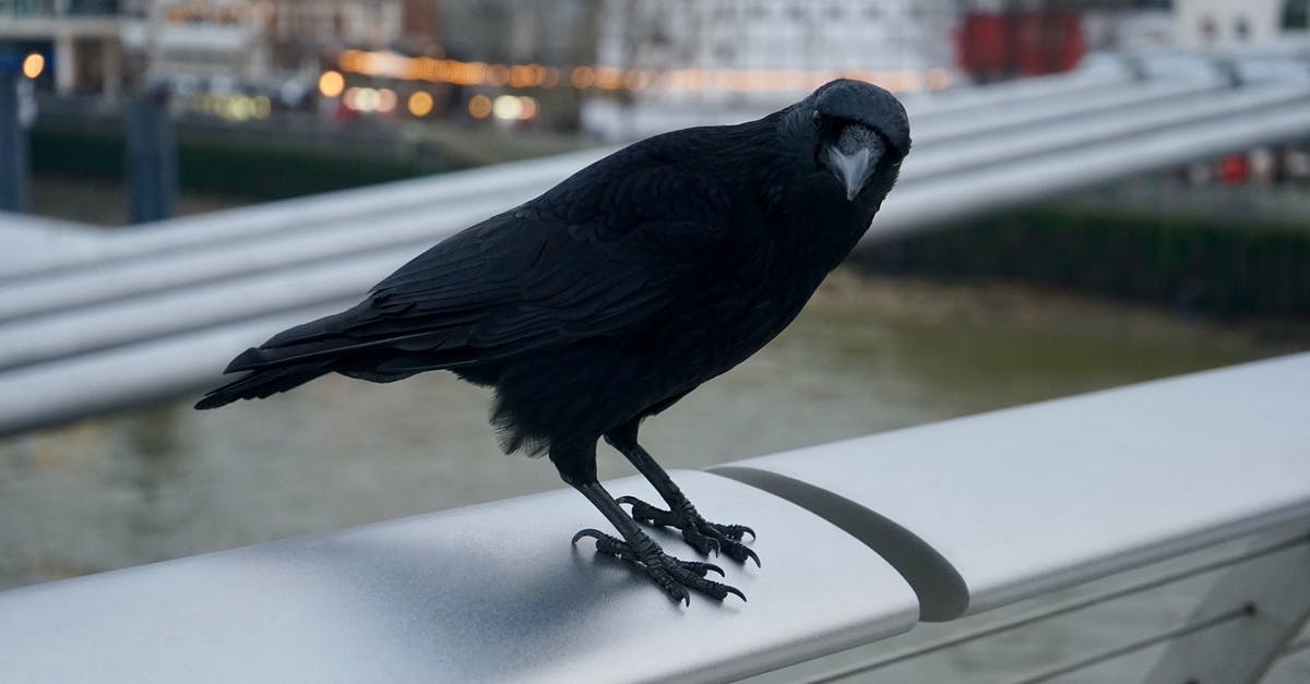 In Sim City 4, what does the "obliterate city" animation supposed to represent? [closed] - Shallow Photography on Black Crow
