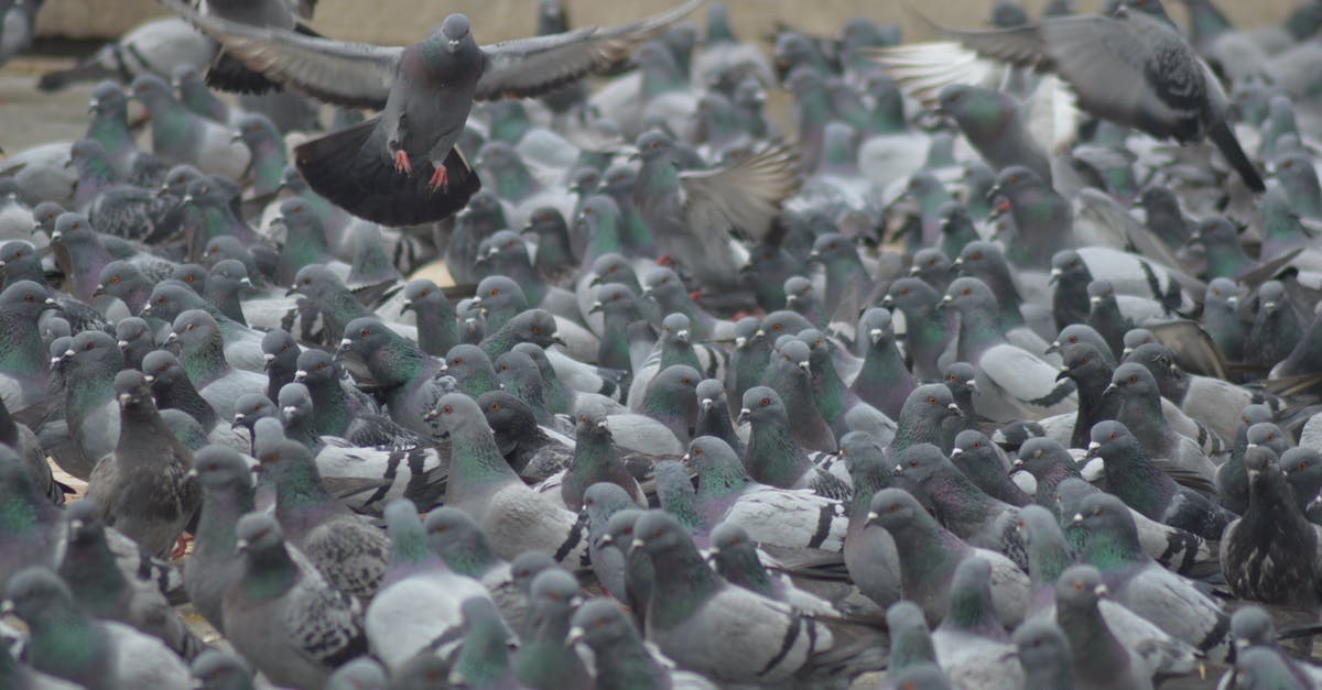 In Sim City 4, what does the "obliterate city" animation supposed to represent? [closed] - Black and Gray Birds on Brown Metal Fence