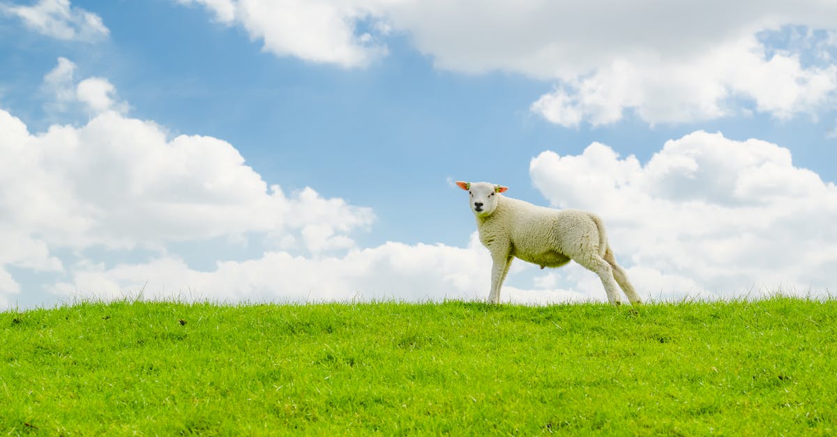 In terraria mobile, how do you farm the slime staff? - White Sheep on Green Grass Field