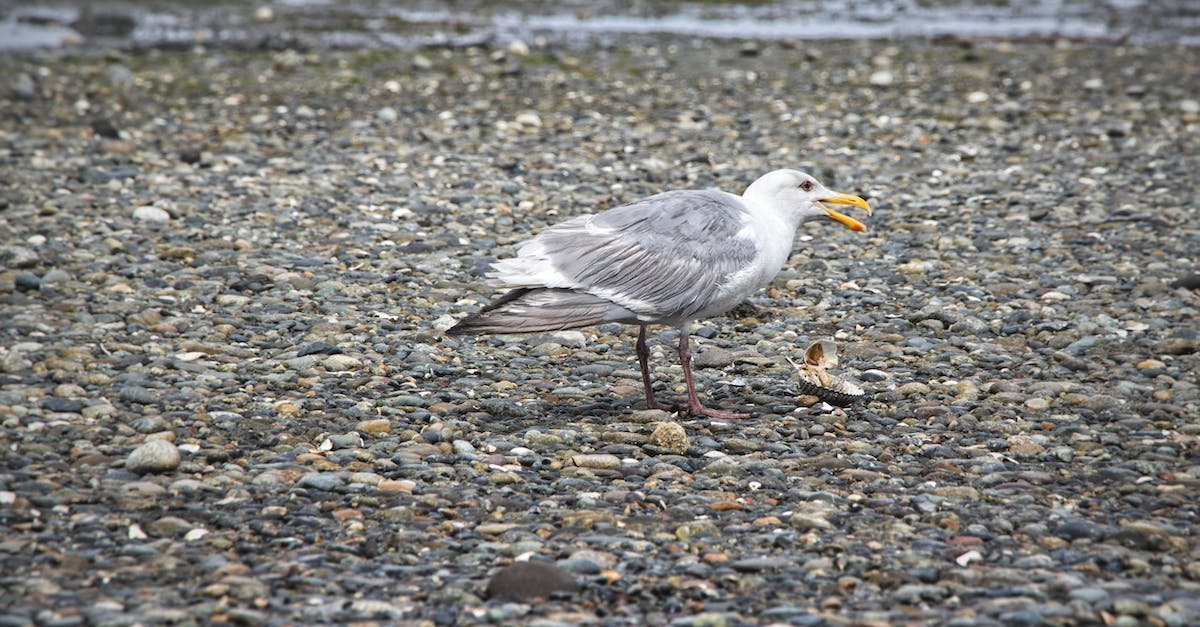 In the Things Betwixt zone, what does the coffin by the lake do? - A glaucus winged gull feeding on a shell In the Things Betwixt zone, what does the coffin by the lake do? - A glaucus winged gull feeding on a shell