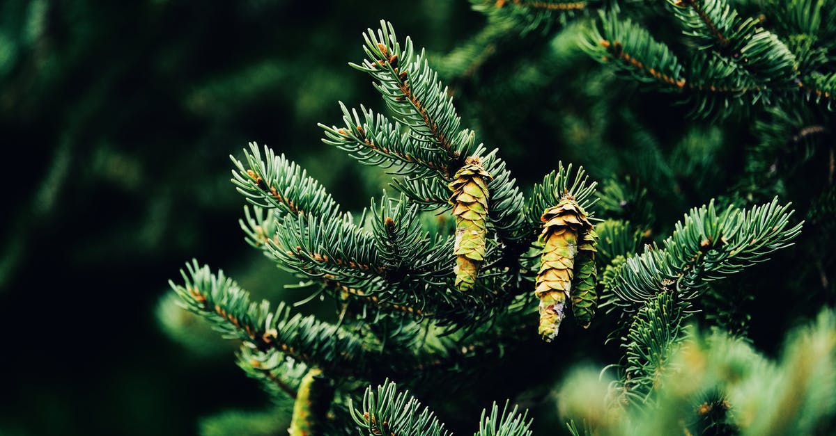 In which order should the branches of the Zelda timeline be played? [closed] - Pine Cone on Green Pine Tree