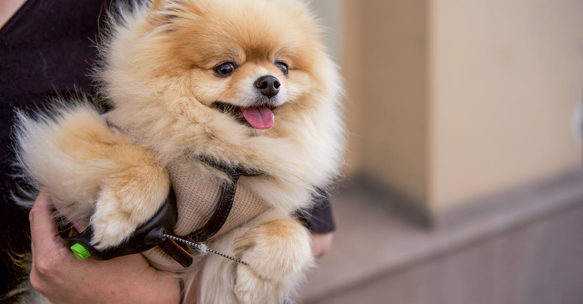 Ingress linking when carrying multiple keys - Person Holding Brown Pomeranian Puppy