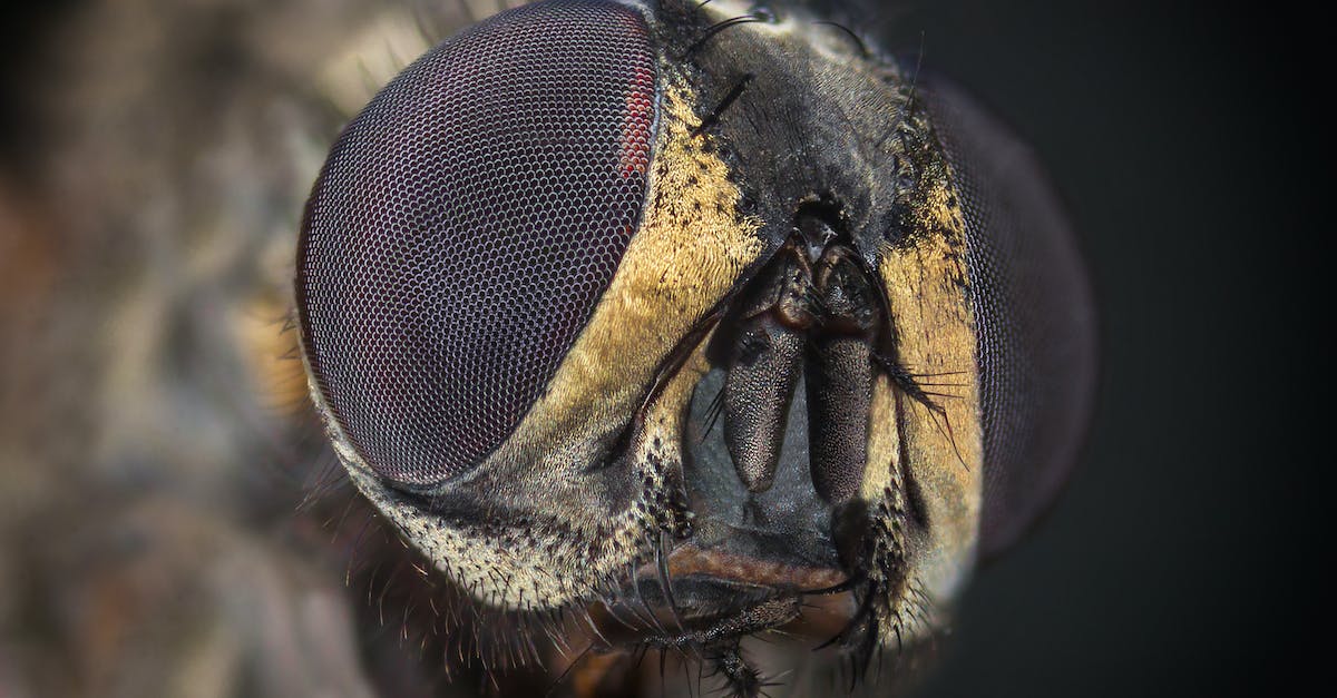 Insect Glaive Upgrading and Progression - Black and Yellow Bee in Close Up Photography Insect Glaive Upgrading and Progression - Black and Yellow Bee in Close Up Photography