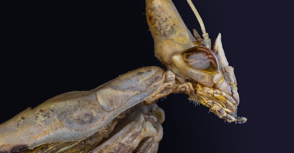 Insect Glaive Upgrading and Progression - Close-up of Praying Mantis Head  Insect Glaive Upgrading and Progression - Close-up of Praying Mantis Head