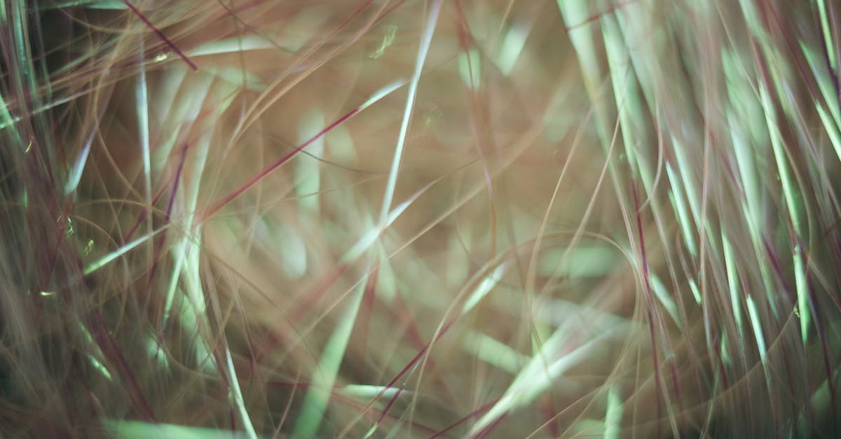 Introducing Dragons to Attack Composition - Brown Hair on Black Textile