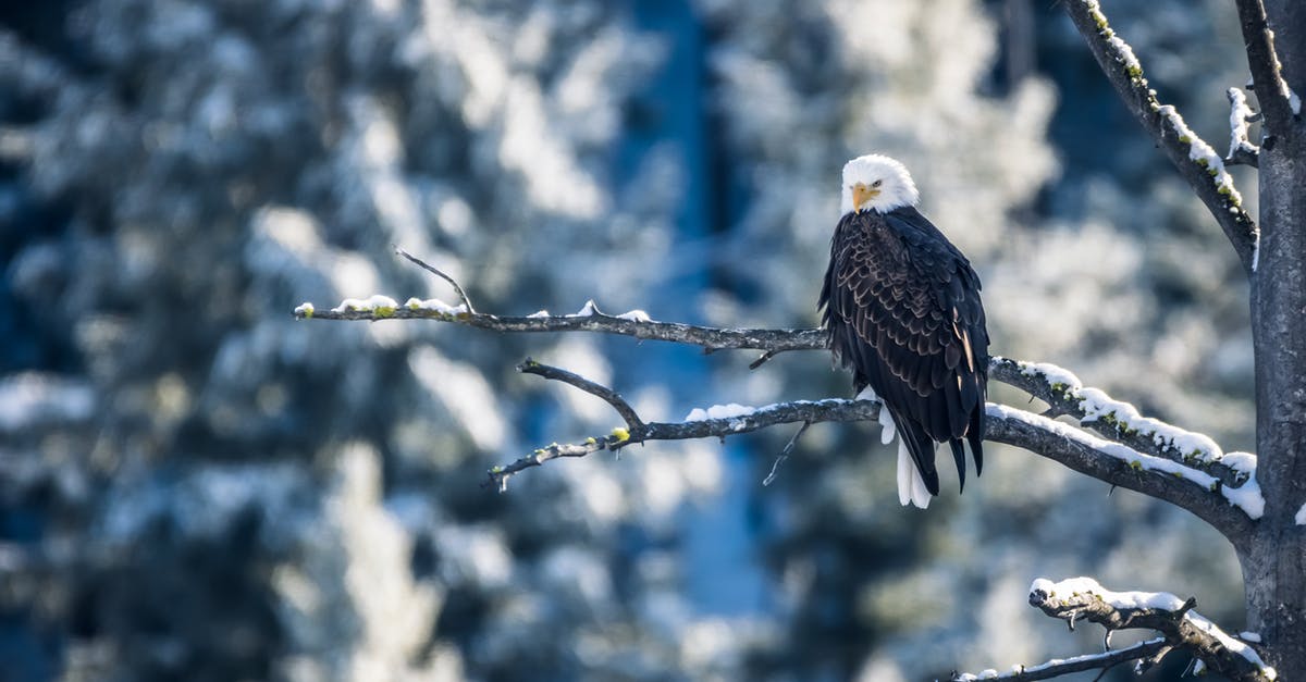 Is a 9 or 10 cost minion hit by Freezing Trap unplayable? - White and Brown Eagle on Tree Branch
