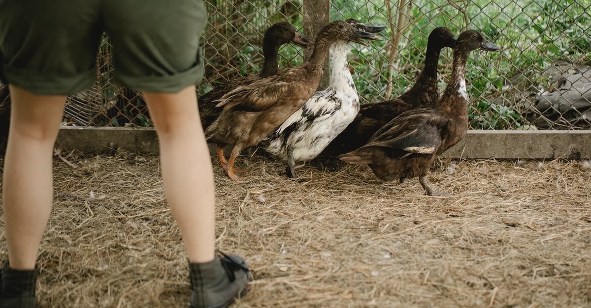 Is a Farmer villager required to breed? - Farmer standing in enclosure with ducks Is a Farmer villager required to breed? - Farmer standing in enclosure with ducks