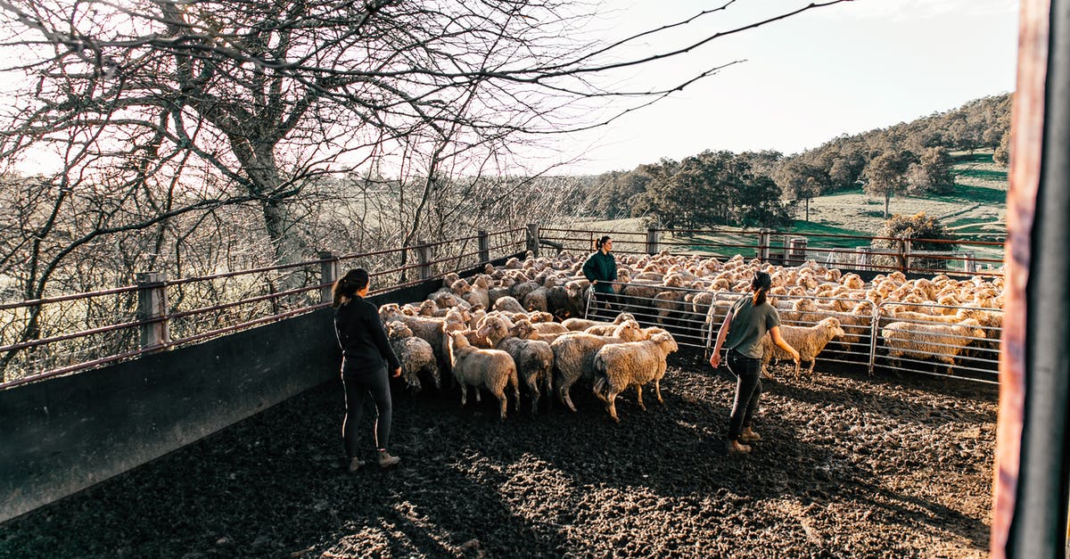 Is a Farmer villager required to breed? - Faceless farmers walking sheep in enclosure in farmland Is a Farmer villager required to breed? - Faceless farmers walking sheep in enclosure in farmland