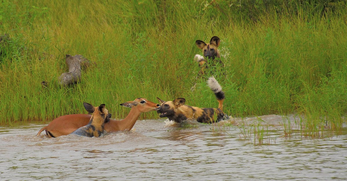 Is Assatur intentionally easy to kill? - Brown and White 4 Legged Animals on Green Grass Field Near Body of Water Is Assatur intentionally easy to kill? - Brown and White 4 Legged Animals on Green Grass Field Near Body of Water