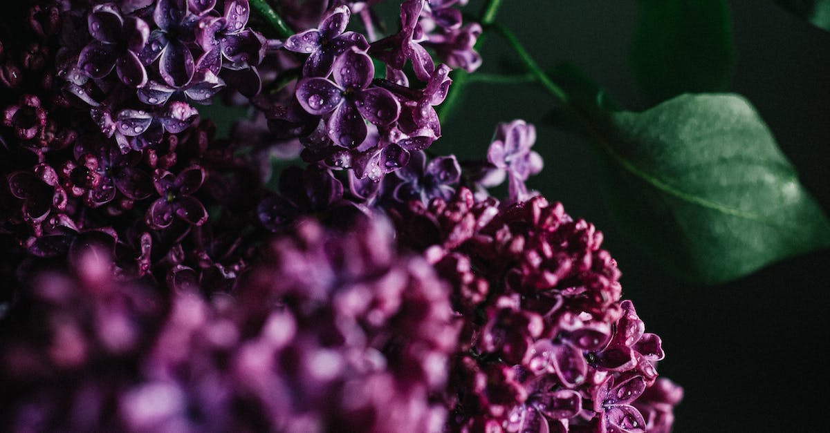 Is bullet drop present in far cry 4? - Closeup tender lilac flowers covered with clean dew on violet petals and leaves blooming in dark studio Is bullet drop present in far cry 4? - Closeup tender lilac flowers covered with clean dew on violet petals and leaves blooming in dark studio