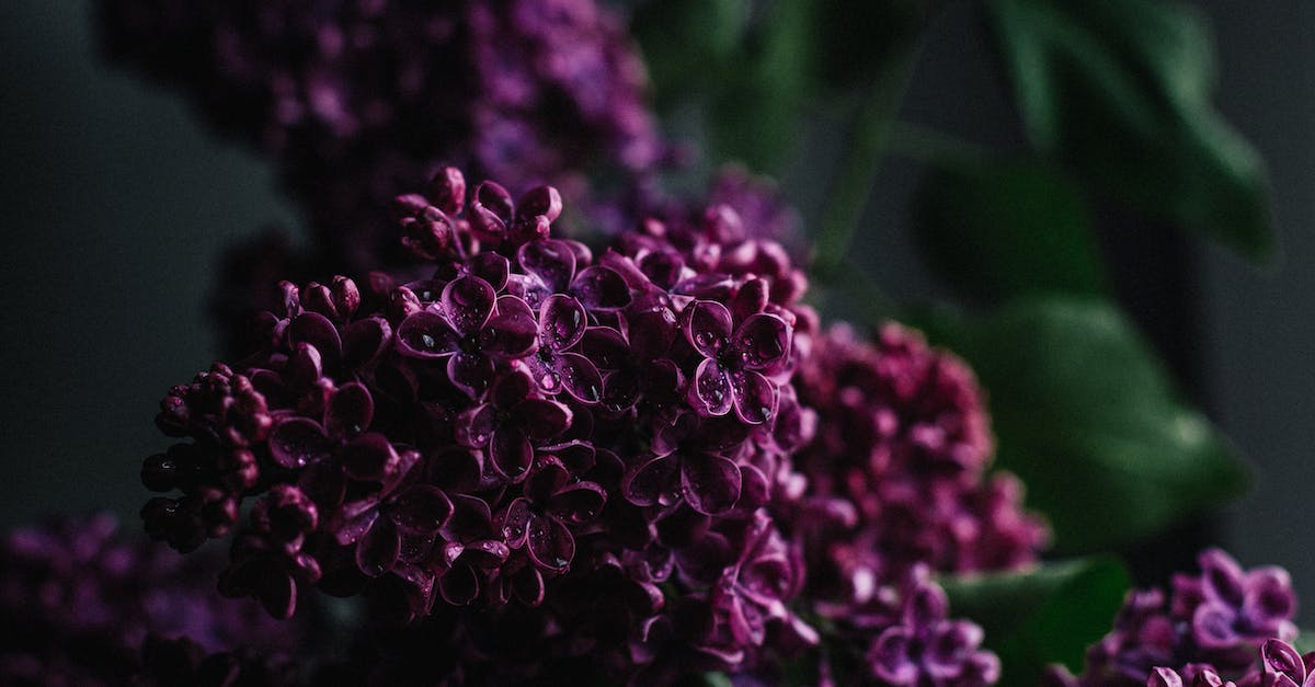 Is bullet drop present in far cry 4? - Gentle fragrant lilac flowers with dew on violet petals spreading pleasant scent in dark studio Is bullet drop present in far cry 4? - Gentle fragrant lilac flowers with dew on violet petals spreading pleasant scent in dark studio