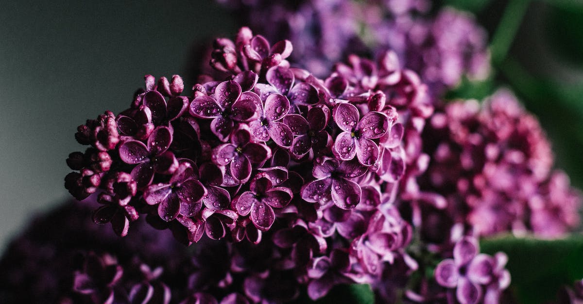 Is bullet drop present in far cry 4? - Delicate lilac flowers blooming in dark studio Is bullet drop present in far cry 4? - Delicate lilac flowers blooming in dark studio