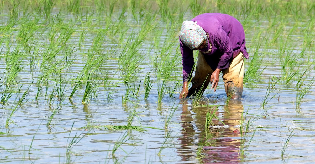 Is chest farming worth it? - Person in Purple Long Sleeves Planting on a Paddy field