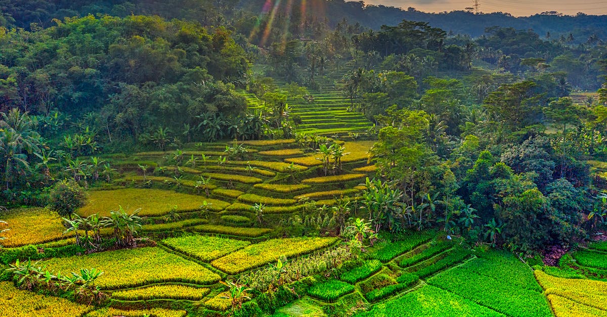 Is chest farming worth it? - Green Grass Field Under Cloudy Sky