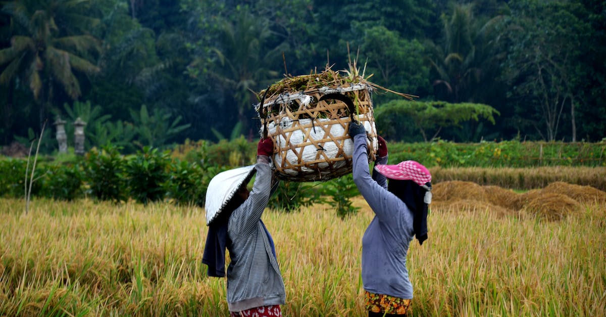 Is chest farming worth it? - Two female farmers carrying a basket full of paddy rice