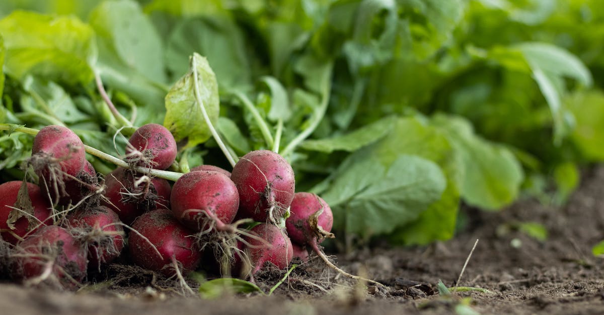 Is crop rotation actually necessary? - Harvested radishes