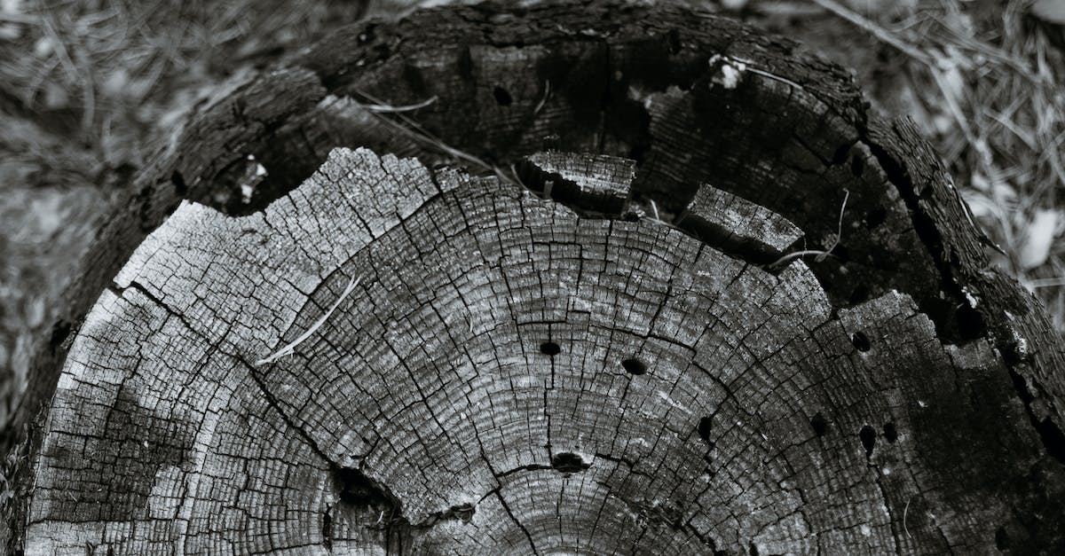 Is damage reduction applied before Unity splits damage, or after? - Cracked tree trunk cut surface in woods Is damage reduction applied before Unity splits damage, or after? - Cracked tree trunk cut surface in woods