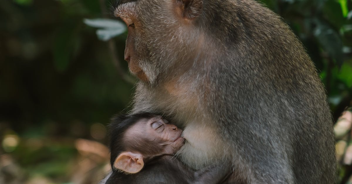 Is Evelyn viable somewhere else than in the jungle? - Monkeys in the Forest Is Evelyn viable somewhere else than in the jungle? - Monkeys in the Forest