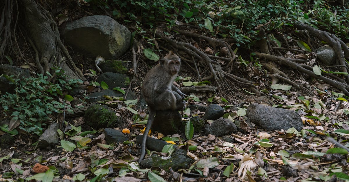 Is Evelyn viable somewhere else than in the jungle? - Brown Monkey Sitting on Gray Rock Is Evelyn viable somewhere else than in the jungle? - Brown Monkey Sitting on Gray Rock