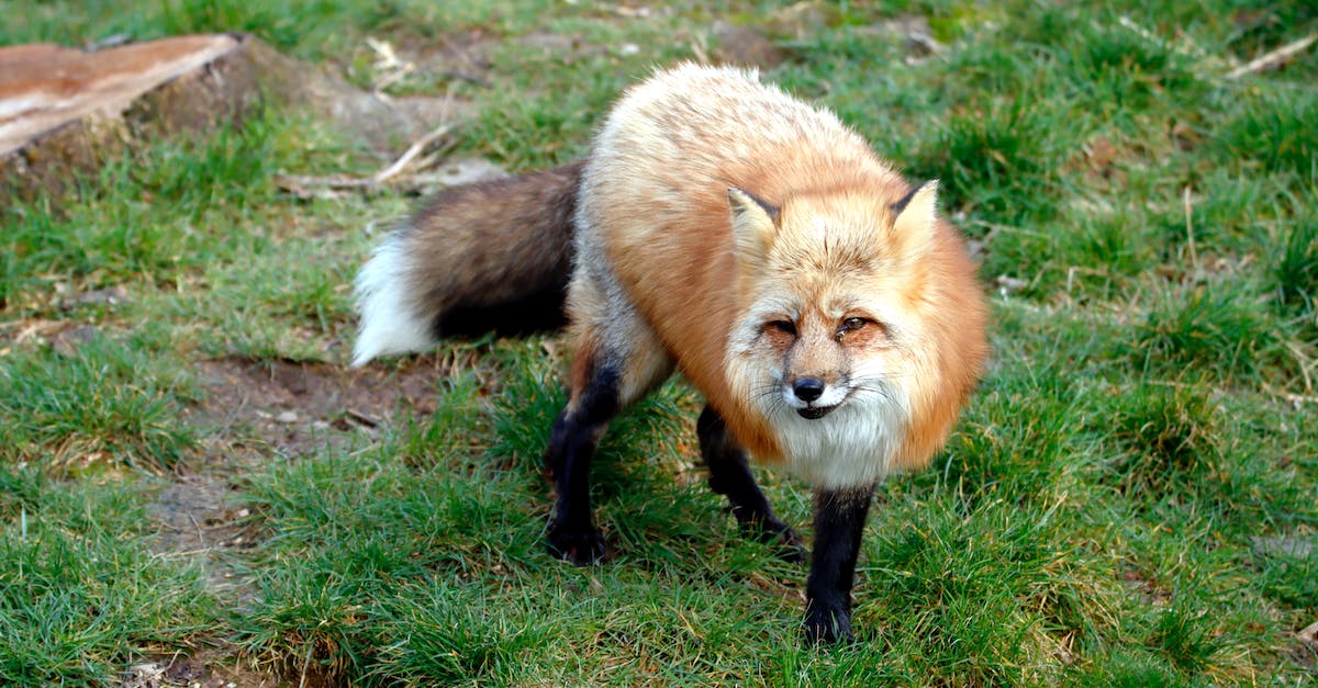 Is Fox Kit cageable? - renard
