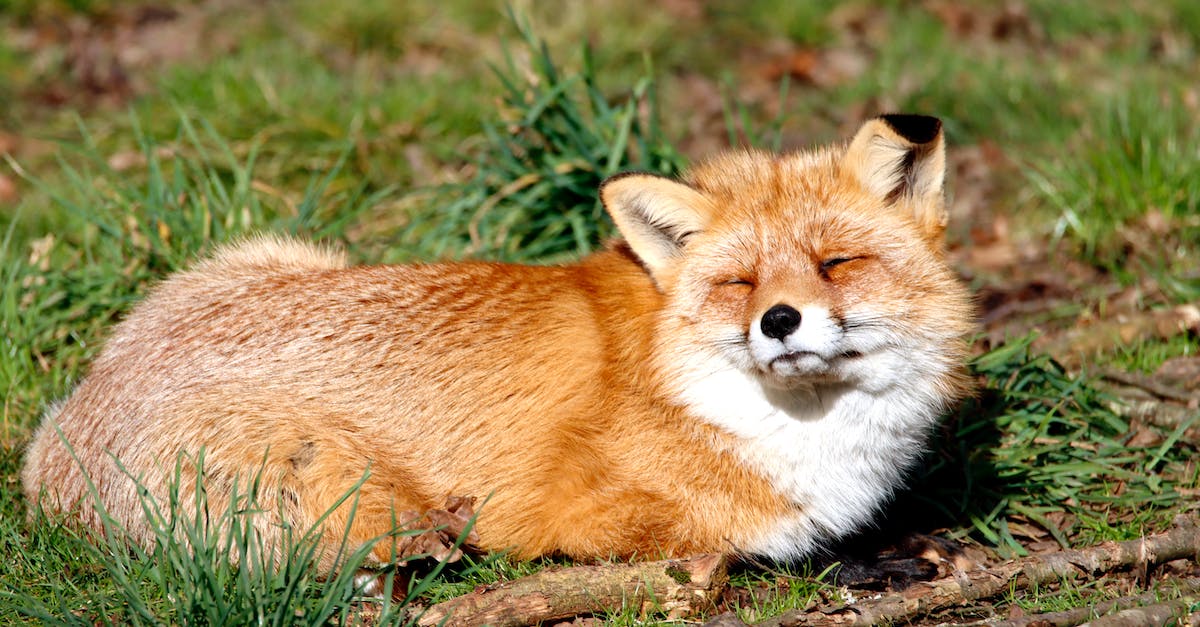 Is Fox Kit cageable? - renard