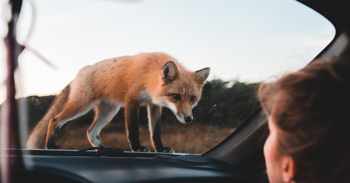Is Fox Kit cageable? - Brown Fox on Car Window
