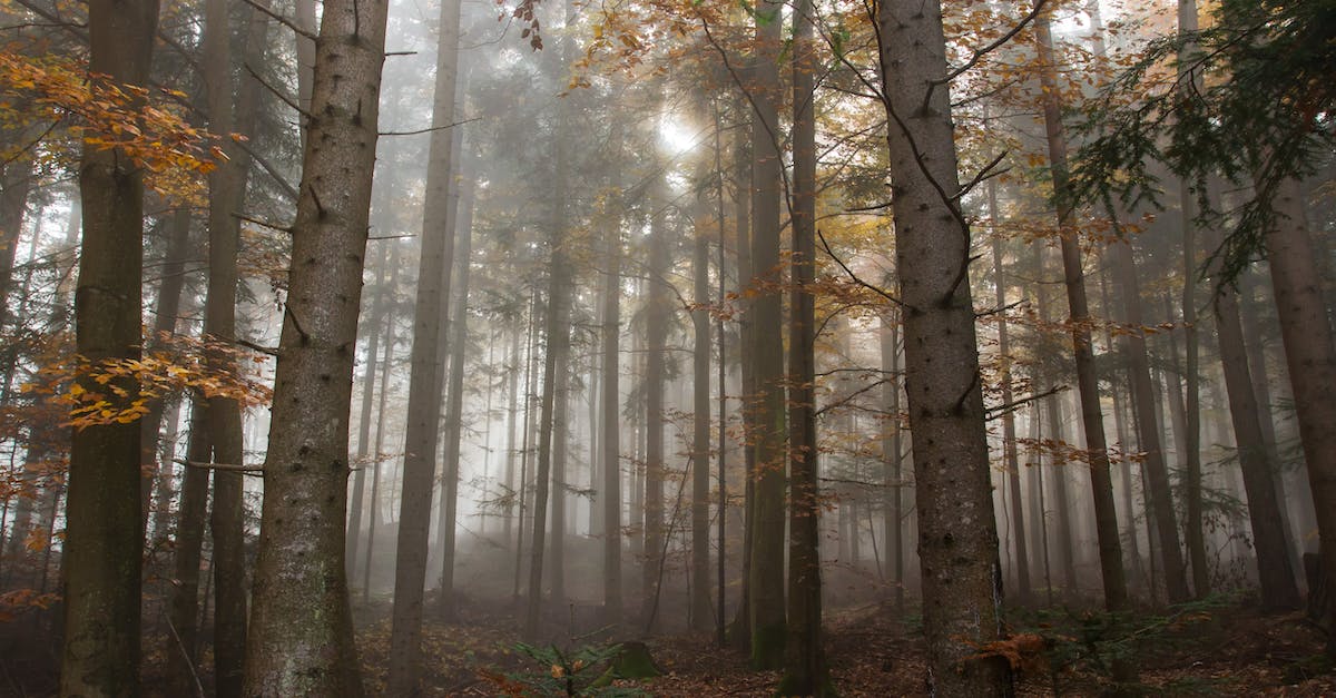 Is it alright to leave a PS2 on all night? - Trees Surrounded by Fogs