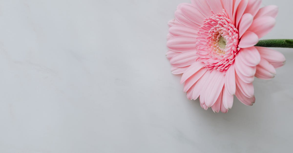 Is it alright to leave a PS2 on all night? - Pink fresh flower on white table