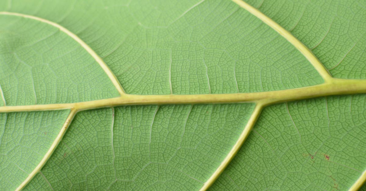 Is it alright to leave a PS2 on all night? - Textured surface of green leaf with veins