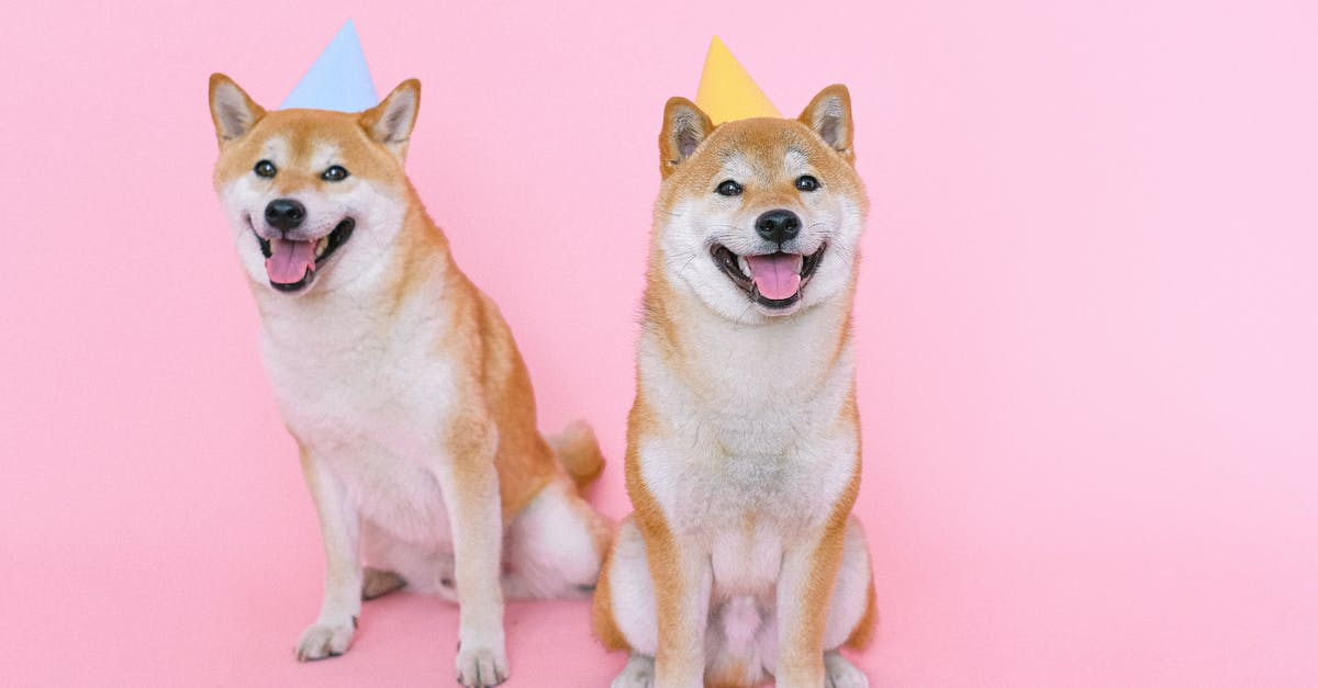 Is it possible to breed pets in the sims 2? - Shiba Inu Dogs Wearing Party Hats Is it possible to breed pets in the sims 2? - Shiba Inu Dogs Wearing Party Hats