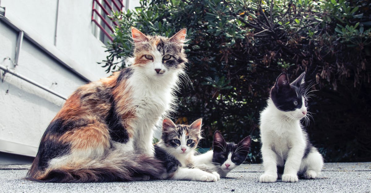 Is it possible to breed pets in the sims 2? - White and Black Long Fur Cat Is it possible to breed pets in the sims 2? - White and Black Long Fur Cat