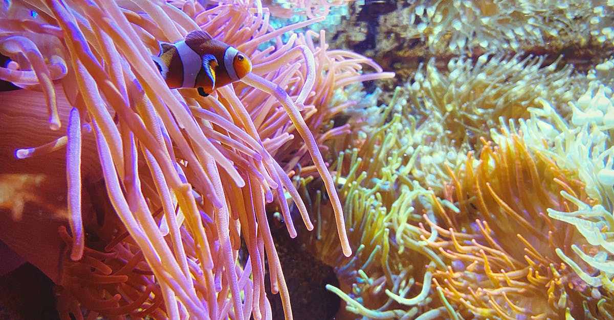 Is it possible to clear OR hide Steam's Hours Played stat? [duplicate] - Amphiprion ocellaris in exotic corals underwater