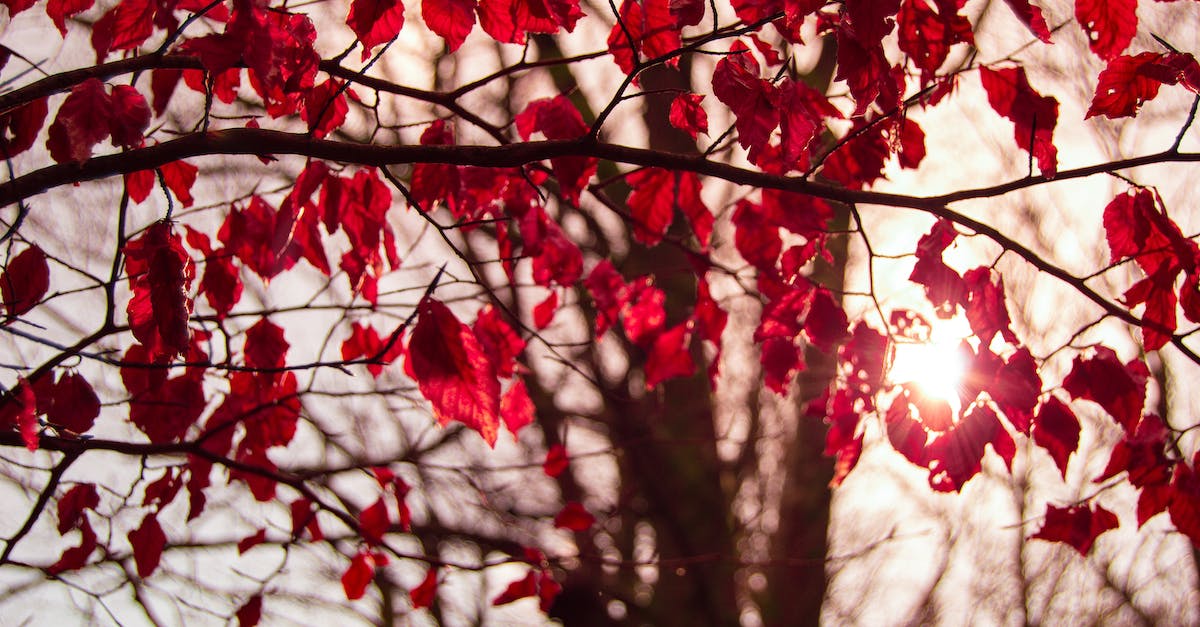 Is it possible to complete the Crimson Room? - Red Leafed Tree