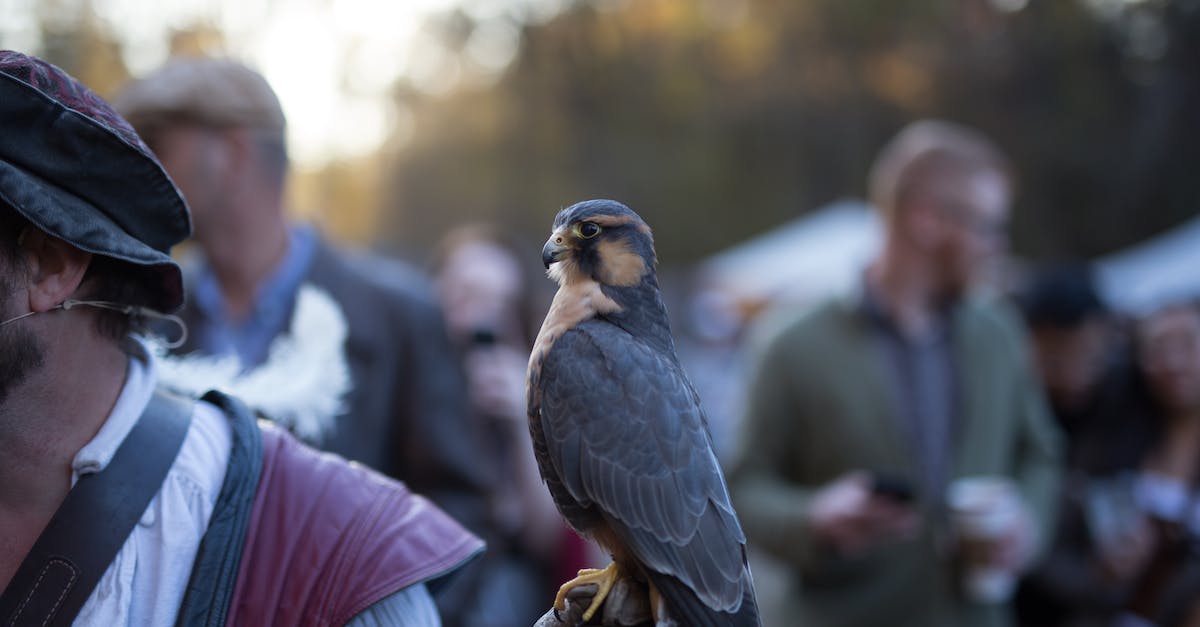 Is it possible to defeat Lu Bu during the Battle of Hulao Gate? - Black and Yellow Bird on Persons Hand