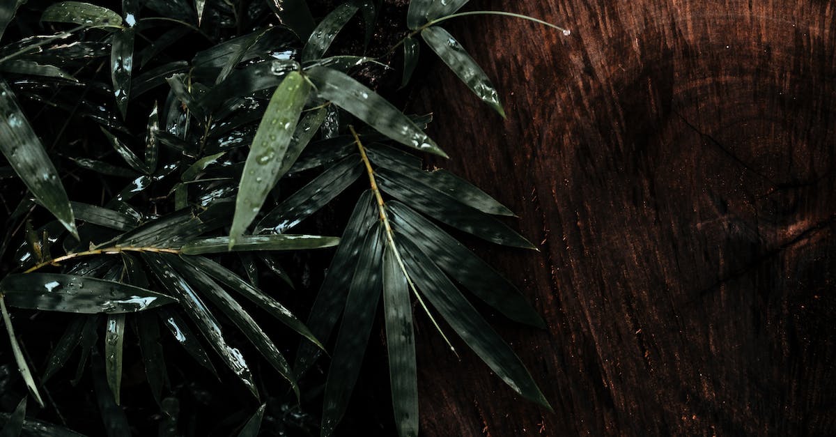Is it possible to fast-fall ZSS's neutral B? - Green Bamboo Leaf Close-up Photography Is it possible to fast-fall ZSS's neutral B? - Green Bamboo Leaf Close-up Photography